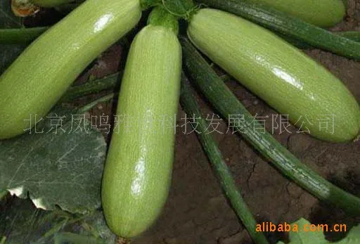 

Tianhai Crown Winter Squash bonsai 5pcs Nutrition Vegetable bonsai