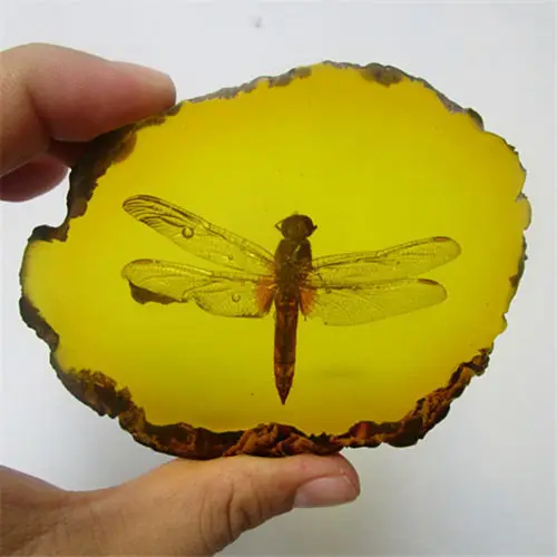 Коллекция Китайский Красивый Янтарный Стрекоза окаменелые насекомые ручная полировка изысканный подарок