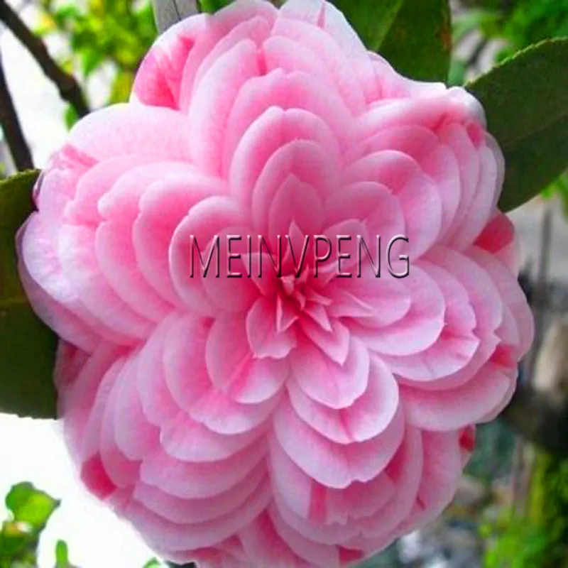 

New Plantas 2018!13 Colors Available Many Varieties Camellia Flores Potted Plants Garden Flower Planten Camellia Bonsai Tree Bo