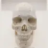 Numbered Human Skull Model Natural Life Size Bone Suture Clear Matt PVC Teaching Resources Learning Resources ► Photo 2/4