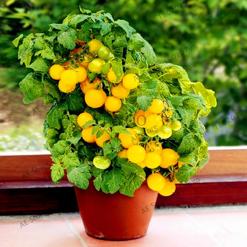 200 Pcs Bonsai Tomato Flores Perennial Plant Home And Garden Healthy
