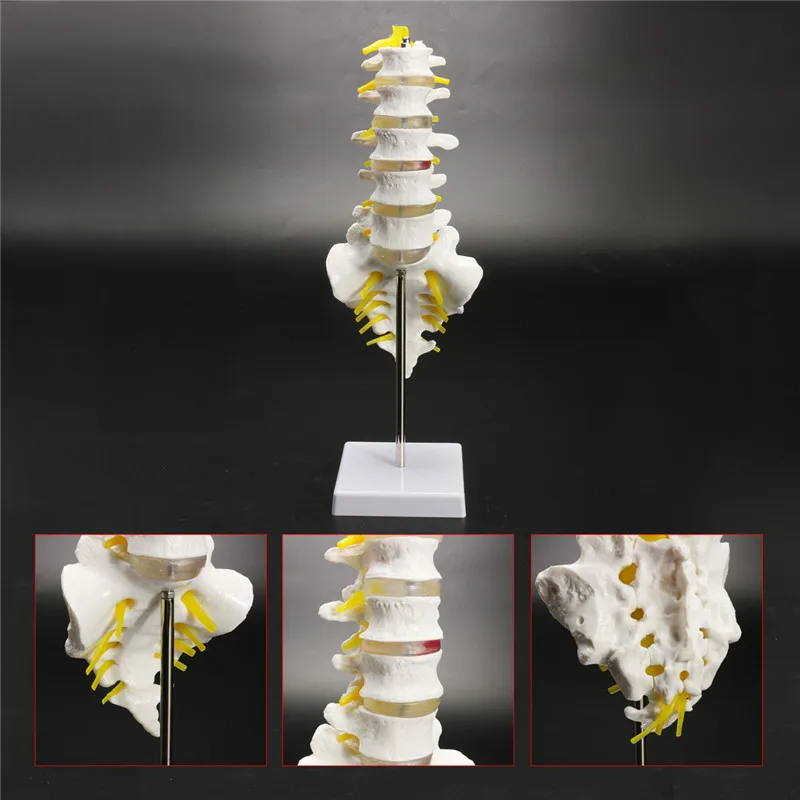 

30cm Life Size Chiropractic Human Anatomical Lumbar Vertebral Spine Anatomy Model School Educational Medical Teaching Model Tool