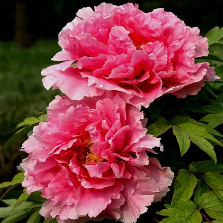 

20pc Peony Tree House Unusual Flores Perennial Plants Flowers Bulbs Bonsai Potted plant
