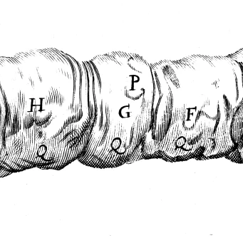 Silkworm Malpighi 1686 Poster Print by Science Source (36 x 24) | Дом и сад