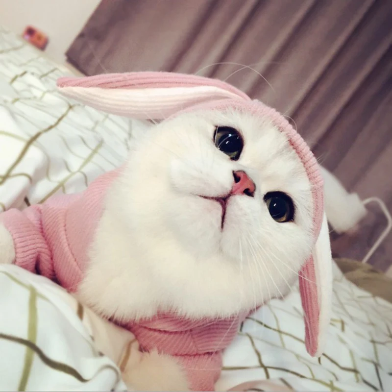 

Cat Hoodie Costume Rabbit Cosplay Sweater Clothes Christmas Dress Clothes For Kitty Winter Coverall Overall Pet Hoodies