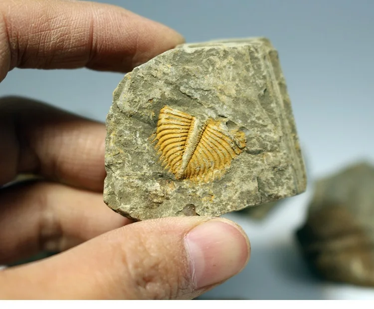 Натуральный Trilobite Fossil Brachiopod коралловый и кончестрака трилобит короны хвост