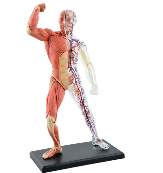 4D собранные человеческие мышцы Anatomy4d мастер головоломка Сборка игрушки