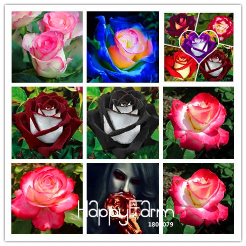 Большая распродажа! Белое Сердце розовая сторона Роза бонсай 24 цвета растения в горшках Роза редкий цветок сад балкон 200 шт/партия, # DB80DK