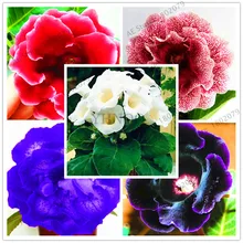 100 шт скалолазание глоксиния садовый многолетник цветущие растения Sinningia Speciosa бонсай Балконная Цветочная посадка