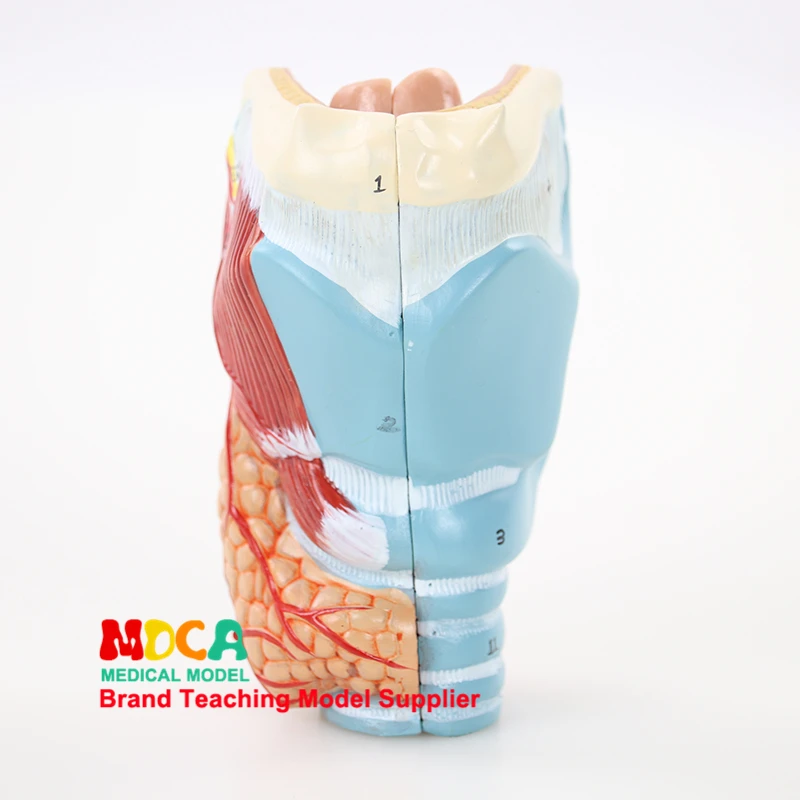 

Separation of two parts of parathyroid gland, pharynx, larynx, respiratory system, larynx anatomical model medical teaching