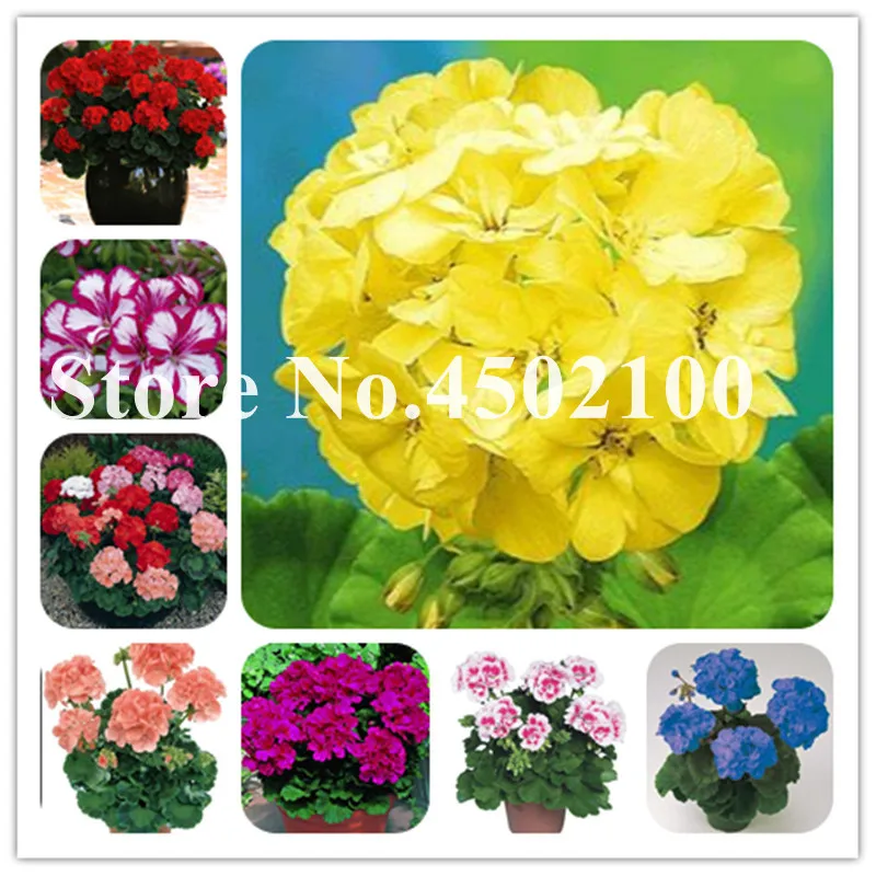Bonsai Geranium 100 Pcs Japanese Yellow Ppleblossom Rosebud Pelargonium Flowering Geranium Balcony plant For Home Garden Bonsai Geranium 100 Pcs Japanese Yellow Ppleblossom Rosebud Pelargonium Flowering Geranium Balcony plant For Home Garden