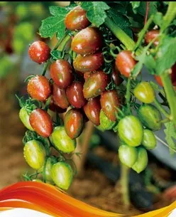 

Playmates small tomato bonsai 100pcs organic vegetable bonsai