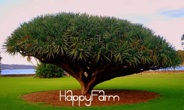 100 Pcs Rare Dracaena Tree Bonsai Canary Island Dragon Blood 100 Pcs Rare Dracaena Tree Bonsai Canary Island Dragon Blood Draco Showy