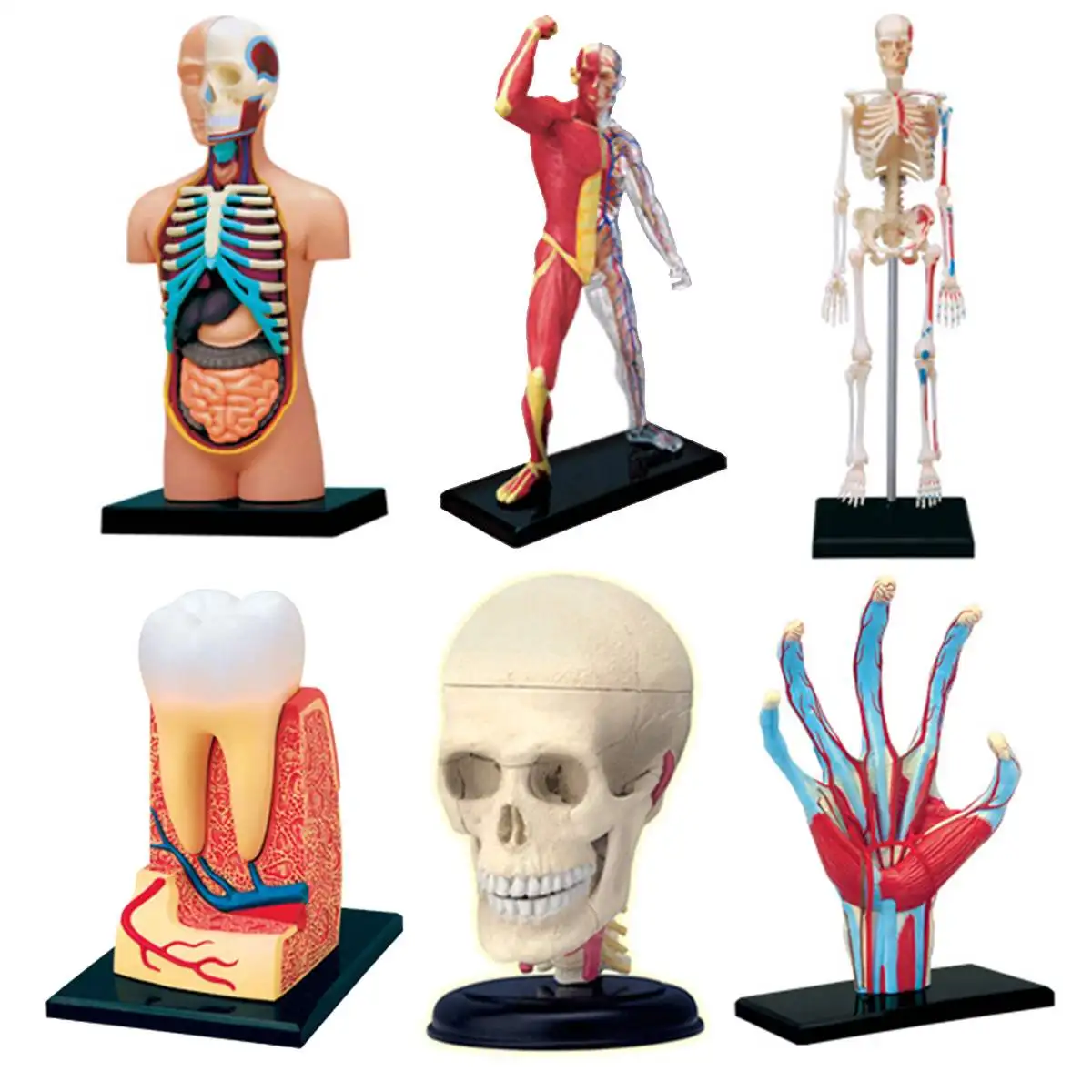 

4D Human Torso Body Model Anatomy Anatomical Internal Organs Brain Tooth Hand Model For Detachable Teaching Educational Science