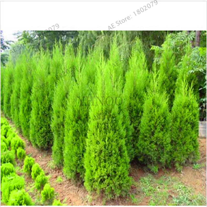 

Genuine!20pcs/lot Cypress Trees Platycladus Orientalis Oriental Arborvitae Plants Conifer Bonsai Tree Plantas Home Garden Plant