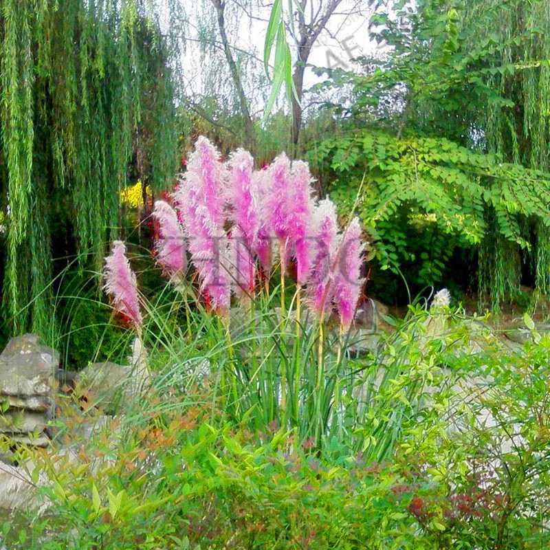 

Hot Sale!New Rare Purple Pampas Grass Bonsai Ornamental Plant Flowers Cortaderia Selloana Grass Plants 300 Pieces / Lot,#G0ULVJ