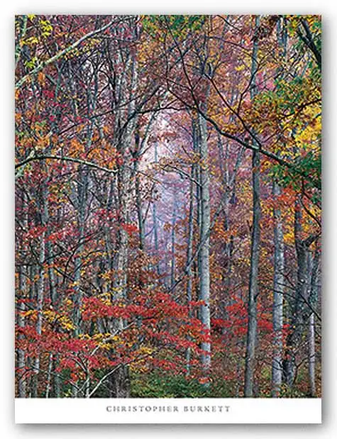 Светящийся осенний лес Вирджиния 24 &quotx 30&quot художественный плакат | Дом и сад