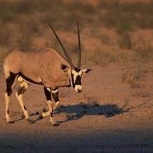 Южная Африка Калахари пустыня Gemsbok дикой природы плакат печать