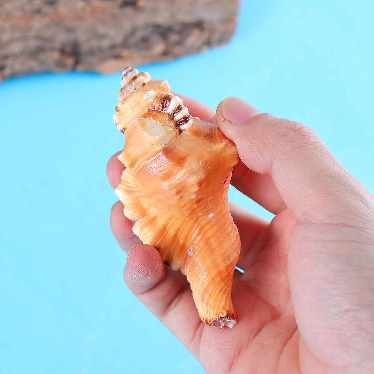 

10-12cm Natural conch Spiral Shell Gold Plated for DIY handmade pendant Sea Shells Home decoration