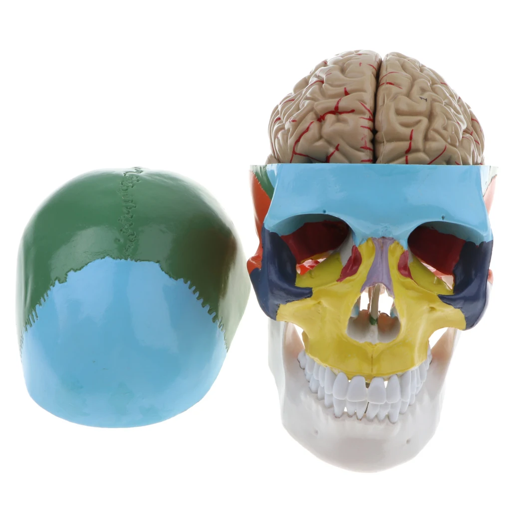 

Colored 1:1 Human Head Skull Skeleton & 8 Parts Human Cerebrum Model Laboratory Ornament Science Toy