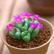 100 шт. Mix Lithops бонсай жизни камни цветок сочные кактус органический растение для домашнего сада