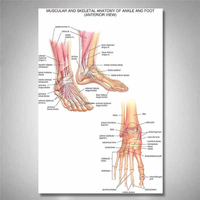 

60x90cm Educational Muscular Skeletal Ankle Posters Silk Cloth Chart Human Body Anatomy School Teaching Resource Medical Supply
