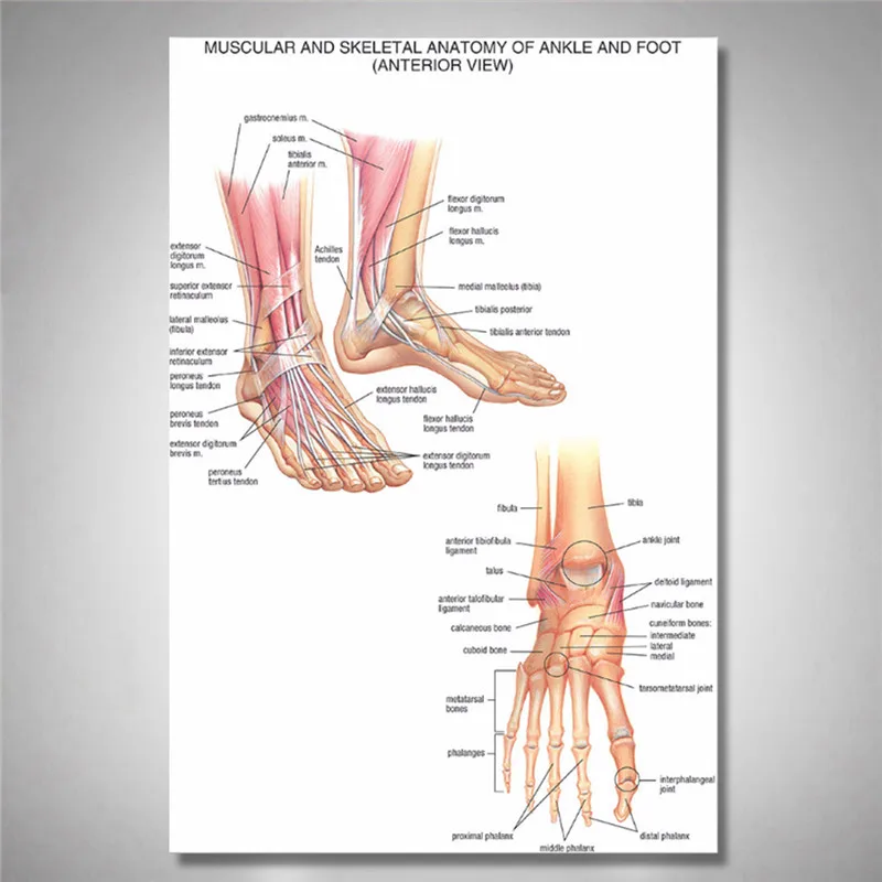 60x90 см развивающие мышечные скелетные лодыжки плакаты шелковая ткань диаграмма человеческого тела Анатомия школа преподавания ресурс