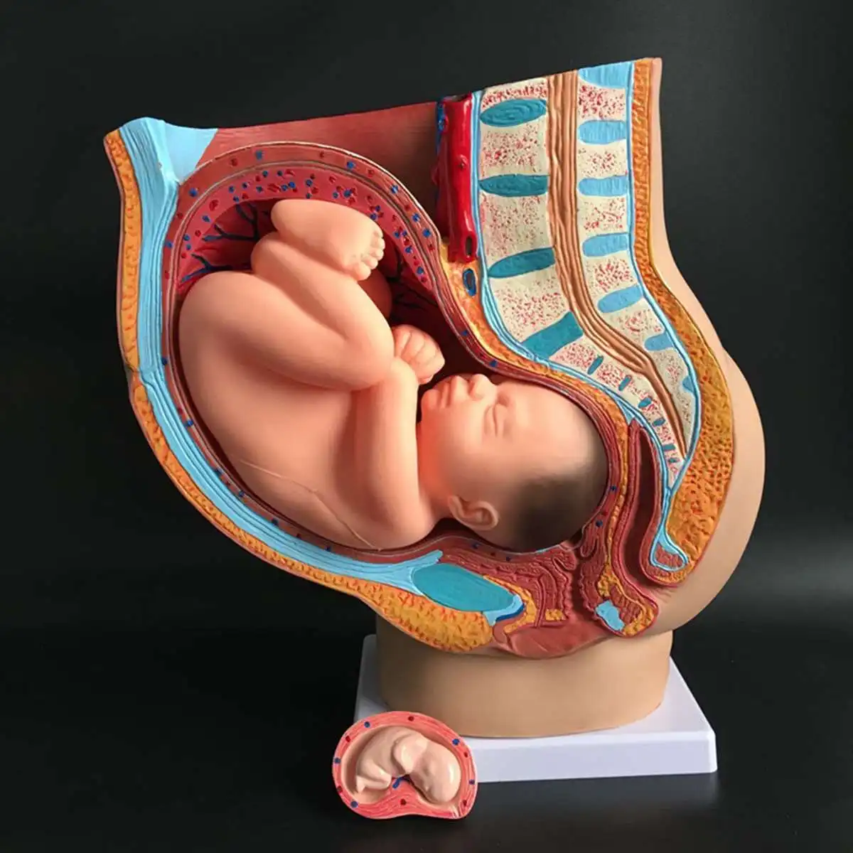 Беременная женщина таза анатомическая модель раздел 4 части с ребенка плода на 40 недель образования обучение медицине ресурс