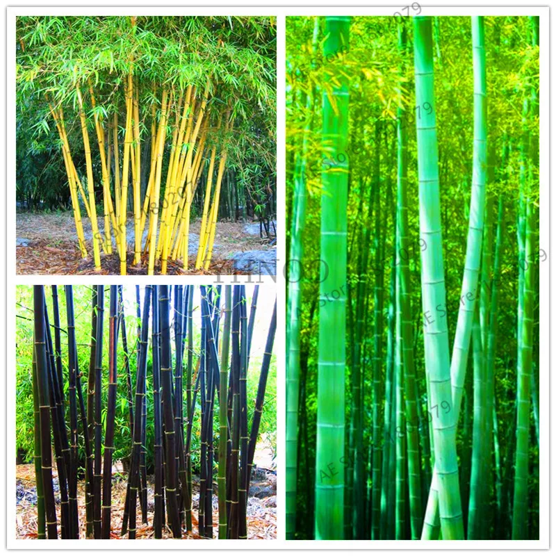 

20pcs colorful bamboo bonsai Chinese rare plant,Perennial ornamental plants