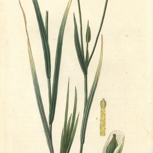 Длинный Стебель Sisyrinchium Solenomelus Pedunculatusa плакат печать Florilegius Мэри Эванс