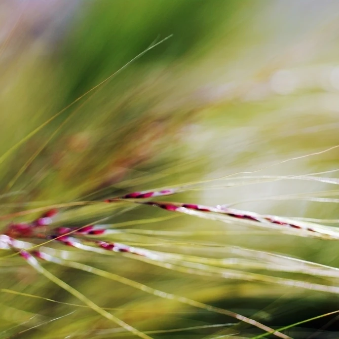 Абстракция ветряного декоративная трава (Stipa Gigantea). Постер (17x11)|Таблички и знаки| |
