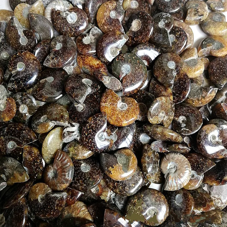 

Natural rough snail snail snail color snail fossil transport snail Feng Shui snail