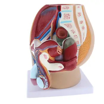 

Human Male Prostate Model Structure Medical Anatomical Model for School Teaching Tool Learning Display Lab Supplies