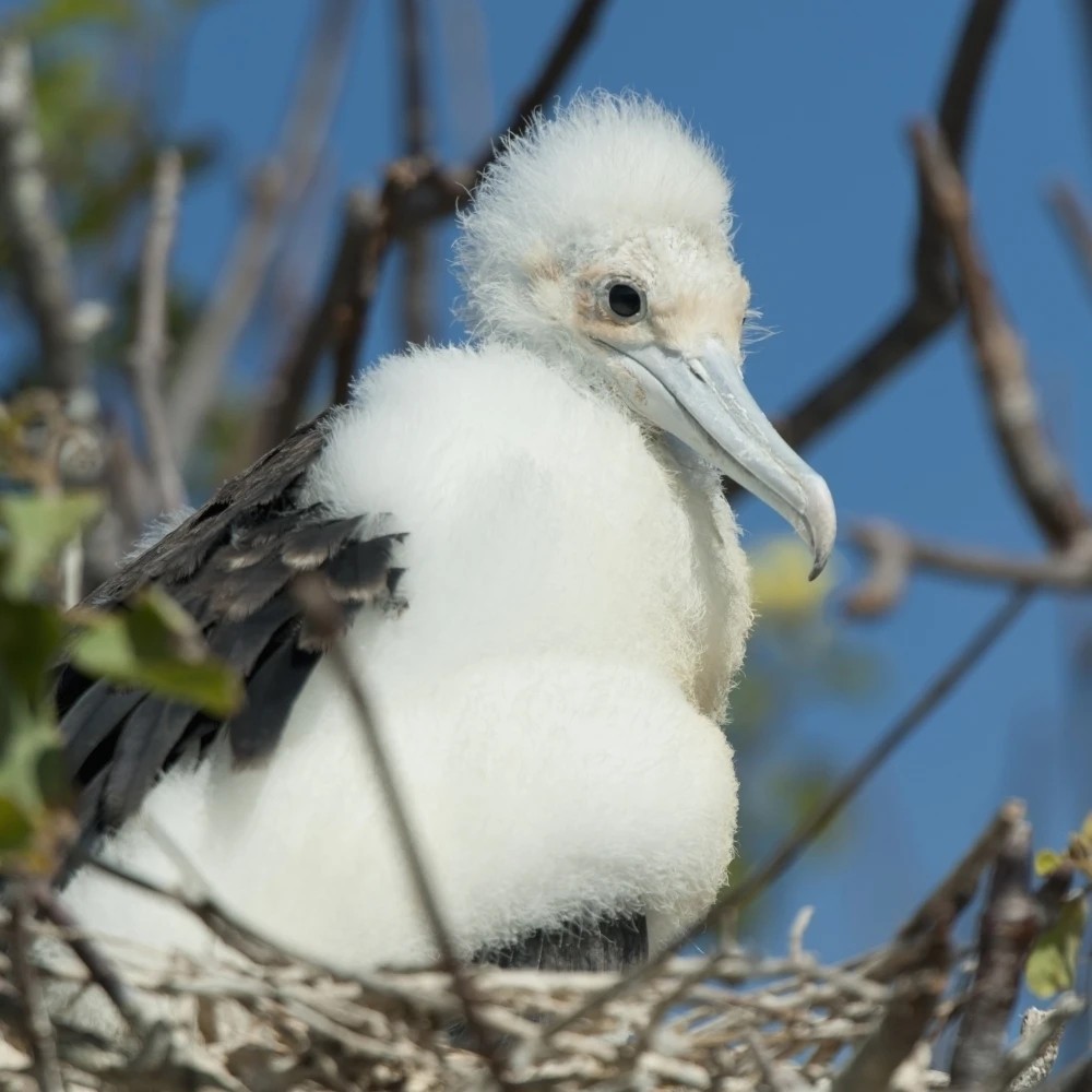 A Frigatebird Sitting In Nest Galapagos Equador Poster Print (24 x 24) | Дом и сад