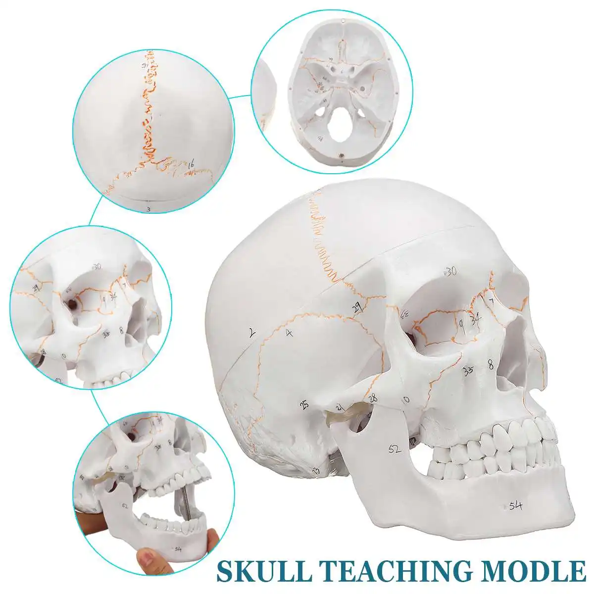 1:1 череп модель удобный модель человеческого черепа медицина череп человека анатомическая Анатомия головы изучения модель для изучения