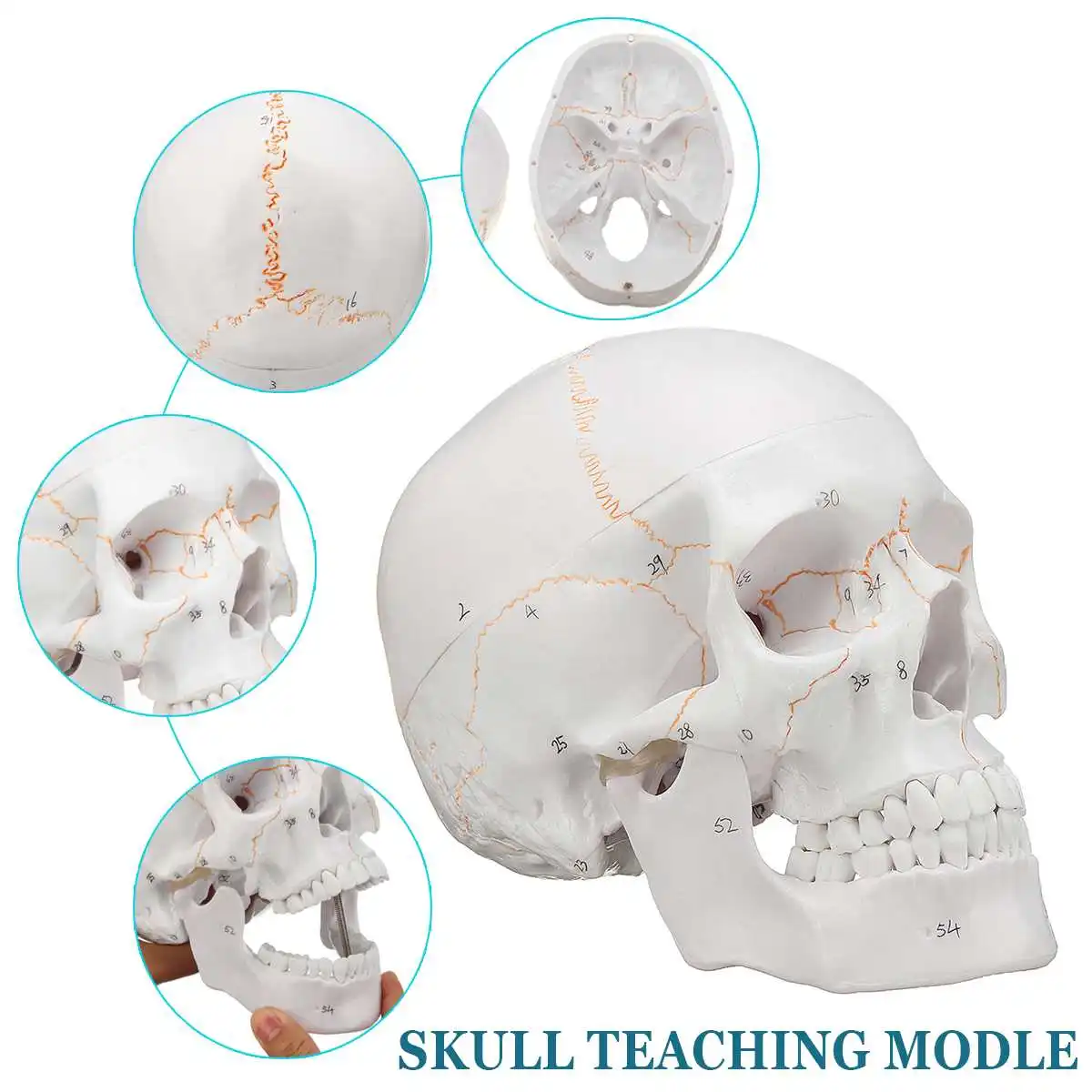 

1:1 Skull Model Convenient of Human Skull Model Medicine Skull Human Anatomical Anatomy Head Studying Anatomy Teaching Supplies
