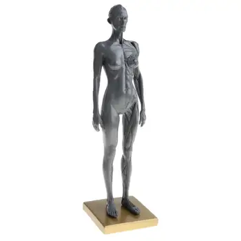 

30cm Female Human Model Anatomy Skull Head Muscle Medical Bone Artist Drawing skeleton for sale