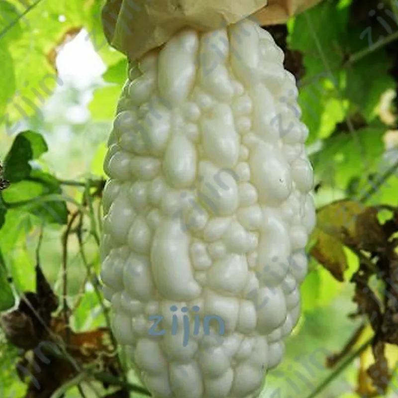 

White Balsam Pear Bonsai Bitter Melon Bitter Gourd Kidney Momordica Charantia, Garden Vegetable plants - 10 pcs