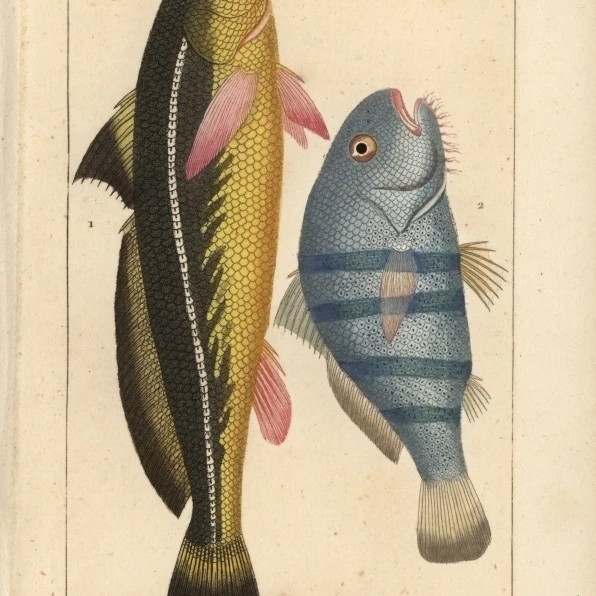 Karut Croaker Johnius Carutta And Black Druma постер печать Florilegius Мэри Эванс (18X24) | Дом и сад
