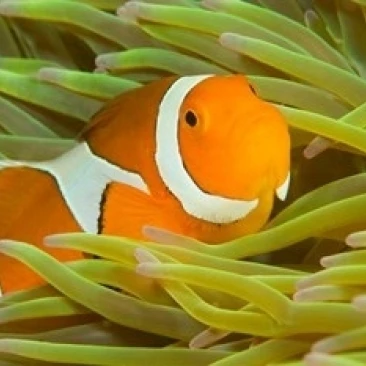 False Clown Anemonefish Raja Ampat Region of Papua Indonesia Print by Stuart Westmorland (36 x 24) | Дом и сад