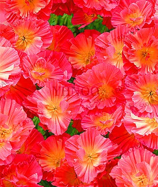 Plants 100 PCS Seeds Dainty Purple Red Poppy Double Petals Flowers Bonsai Garden Plants 100 PCS Seeds Dainty Purple Red Poppy Double Petals Flowers Bonsai Garden