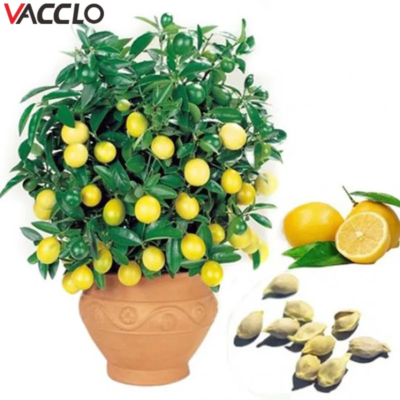 Vacclo 10 قطعة Seedsplants الخضروات بونساي الليمون شجرة بونساي عالية بقاء أسعار الفاكهة شجرة بونساي للمنزل حديقة الفناء الخلفي Vacclo 10 قطعة Seedsplants الخضروات بونساي الليمون شجرة بونساي عالية بقاء أسعار الفاكهة شجرة بونساي للمنزل حديقة الفناء الخلفي