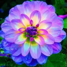 

dahlia,dahlia flower vary Colors Dahlias bonsais For DIY Home Garden free shipping 10pcs