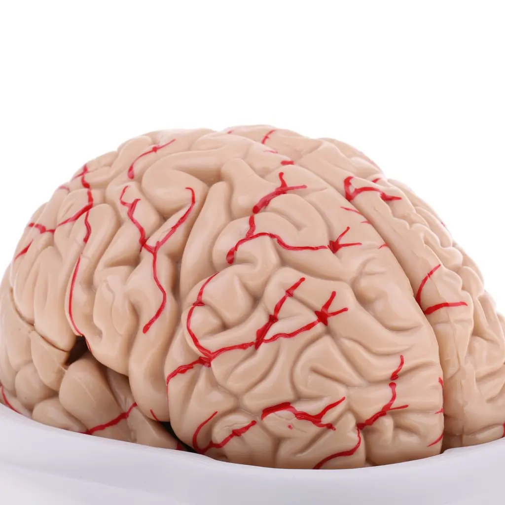 1: 1 модель мозгового багажника съемные 8 частей анатомическая модель мозга человека для школьного обучения инструмент обучения дисплей лабораторные принадлежности