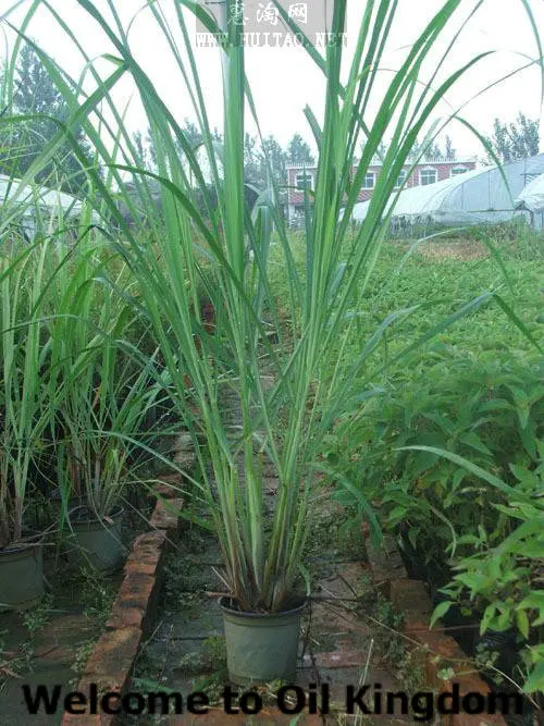 Чистое растение эфирные масла массажное масло lemongrass масло цитронеллы 2 мл