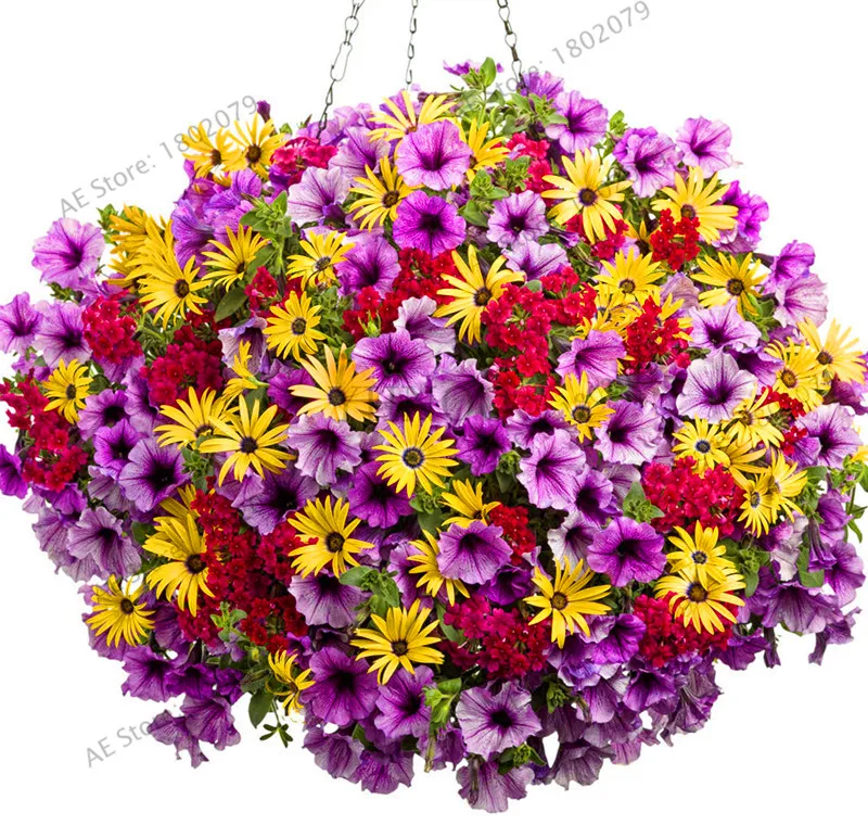 

Big Promotion!100PCS Hanging Petunia flores Melissa Original Flower plantas Perennial Flowers For Home Garden Bonsai Pot Plantin