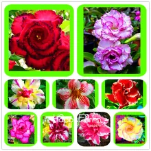 Лучшее предложение! 1 шт. мешок пустыня Роза растения бонсай сад, двор, балкон цветы в горшках