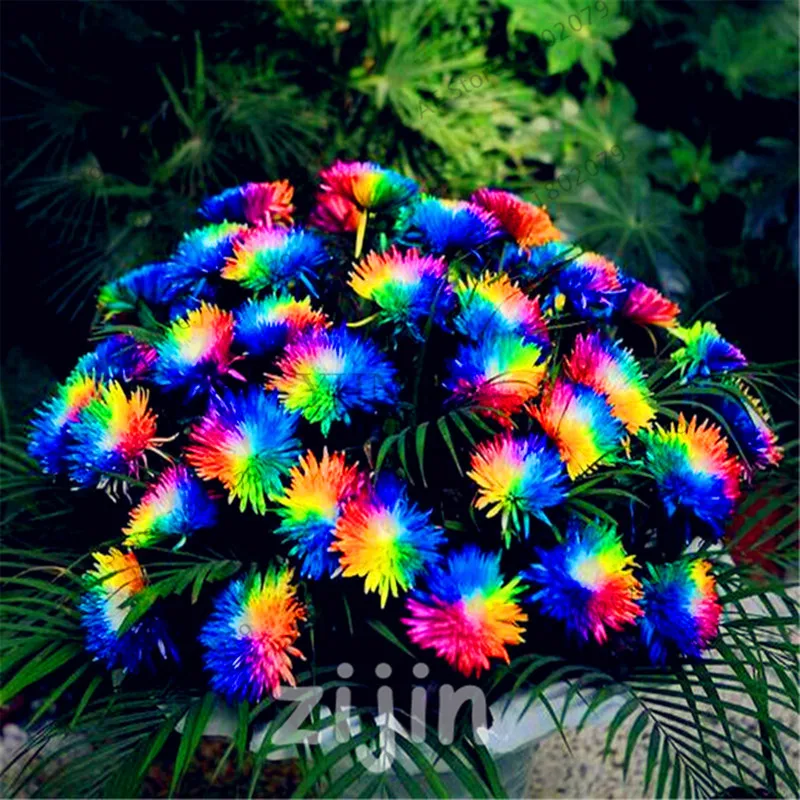 

Hot Sale!100pcs/bag Ground-cover chrysanthemum garden, daisay perennial bonsai flower flores daisy potted plant for home