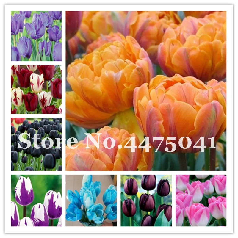 

200 Pcs Colorful Tulip Bonsai Beautiful Ice Cream As Beautiful Tulipanes Flower Plant For Garden(Not Tulip Bulbs)Symbolizes Love