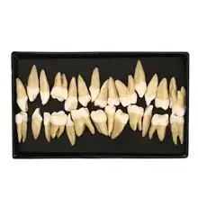 Стоматологическая 28 шт. 1:1 демонстрация перманентных зубов Обучение Модель стоматологический имплантат стоматолога практика продукт Стоматологическая обучающая модель